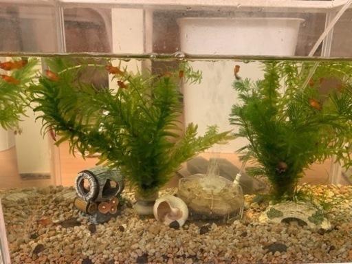 プラティ(魚）、水槽セット