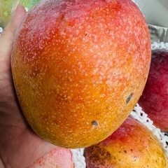 マンゴー(コウブン)5キロオーバー