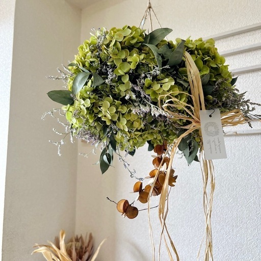 フライングリース アナベル紫陽花 - ガーデニング 