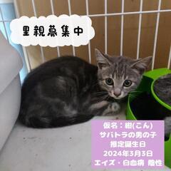 サバトラの子猫里親募集中‼️