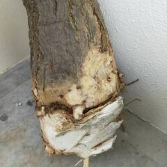 モンスター極太幹パキラ （樹高約60cm程度）