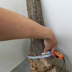 モンスター極太幹パキラ （樹高約60cm程度）