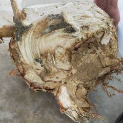 モンスター極太幹パキラ （樹高約60cm程度）