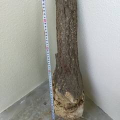 モンスター極太幹パキラ （樹高約60cm程度）