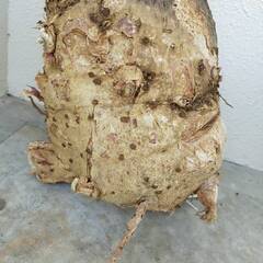 モンスター極太幹パキラ （樹高約60cm程度）