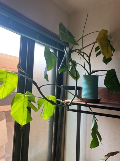 小さなモンステラ　観葉植物