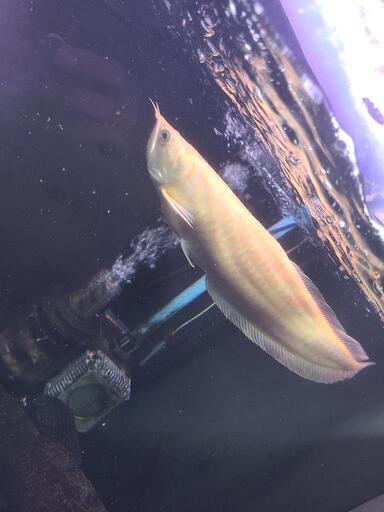 アルビノシルバーアロワナ　大型魚　古代魚