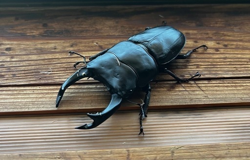 オオクワガタ