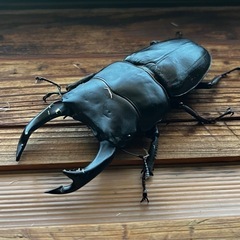 三重県のオオクワガタの中古が安い！激安で譲ります・無料で  