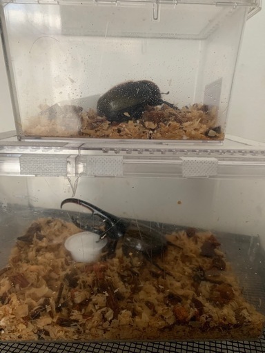 ヘラクレスオオカブト　ペア