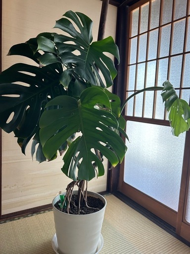 モンステラ　大型観葉植物