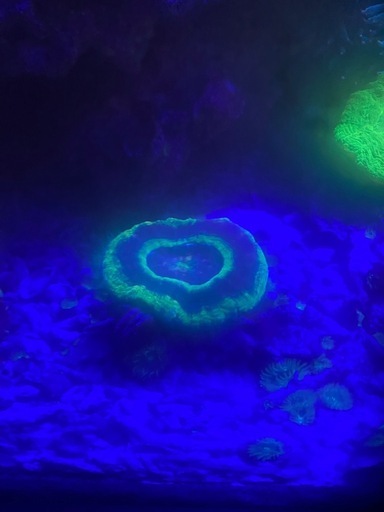 今月いっぱいまで値下げ！スコリミア(UFO)