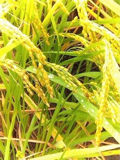 兵庫県産ヒノヒカリ  どんぐり米