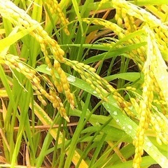 兵庫県産ヒノヒカリ  どんぐり米   