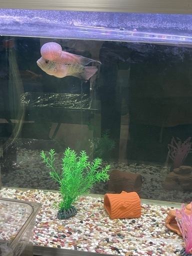 フラワーホーン