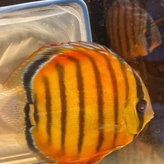 ワイルドディスカス　パラコニ
