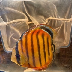 ワイルドディスカス パラコニ