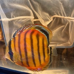 ワイルドディスカス　ブラッドレッドパラコニ　メス