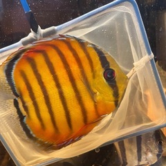 ワイルドディスカス　ブラッドレッドパラコニ　メス