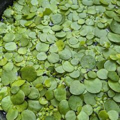 岡山県 倉敷市のアクアリウムの中古が安い！激安で譲ります・無料で  