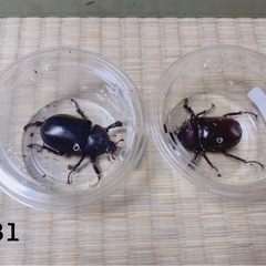 カブトムシ成虫ペアの中古が安い！激安で譲ります・無料であげます｜ジモティー