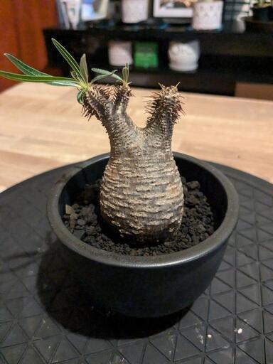 [本日終了]グラキリス塊根植物