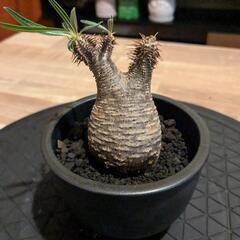 [本日終了]グラキリス塊根植物