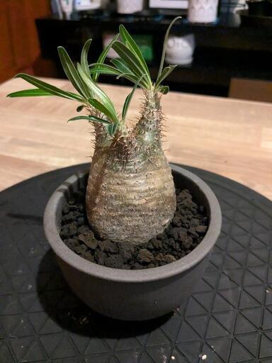 [26日終了]グラキリス塊根植物