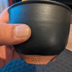 [本日終了]グラキリス塊根植物