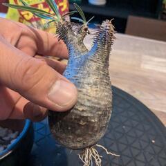 [本日終了]グラキリス塊根植物