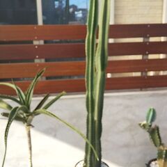 キメンカク　柱サボテン（鬼面角）