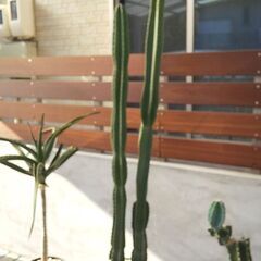 キメンカク　柱サボテン（鬼面角）