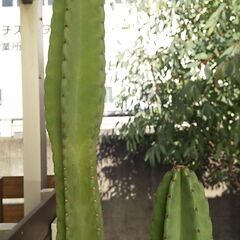 キメンカク　柱サボテン（鬼面角）