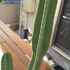 キメンカク　柱サボテン（鬼面角）