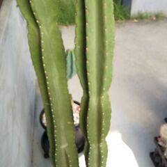 キメンカク　柱サボテン（鬼面角）