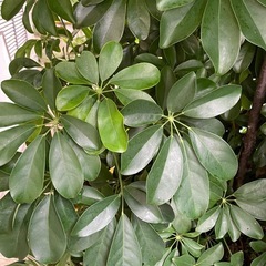 観葉植物の枝分け　まもなく終わります
