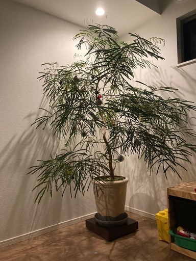 エバーフレッシュ　観葉植物　大型