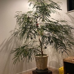 エバーフレッシュ　観葉植物　大型