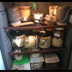 昆虫飼育に　フォルスタージャパン ワインセラー 36本収納 ST-AF140G-WB