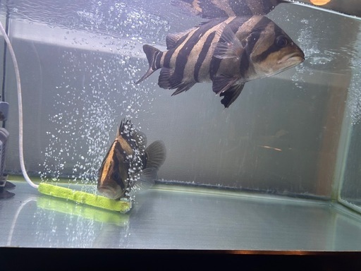 ダトニオ