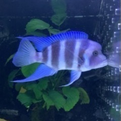 フロントーサ リンゴリーフ 22センチ ドイツ産 写真個体販売