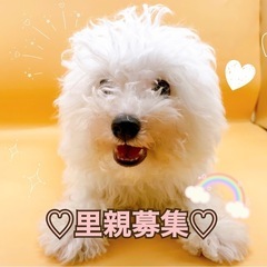 【里親募集】アフロ犬のビジョンフリーゼ女の子心雑音ありのため里親募集