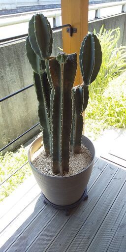 キメンカク　柱サボテン（鬼面角）