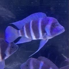 フロントーサ ワイルドモバ 16〜17㎝ 写真個体販売 熱帯魚 アフリカン 