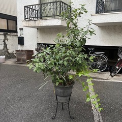 [植物売ります] 寄せ植え