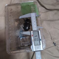 オオクワガタ大阪能勢産ペア