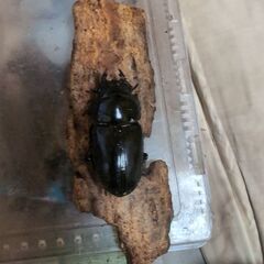 オオクワガタ大阪能勢産ペア