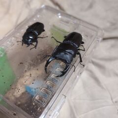 オオクワガタ大阪能勢産ペア