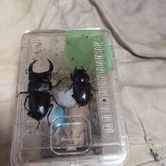 オオクワガタ大阪能勢産ペア