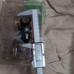 オオクワガタ大阪能勢産ペア